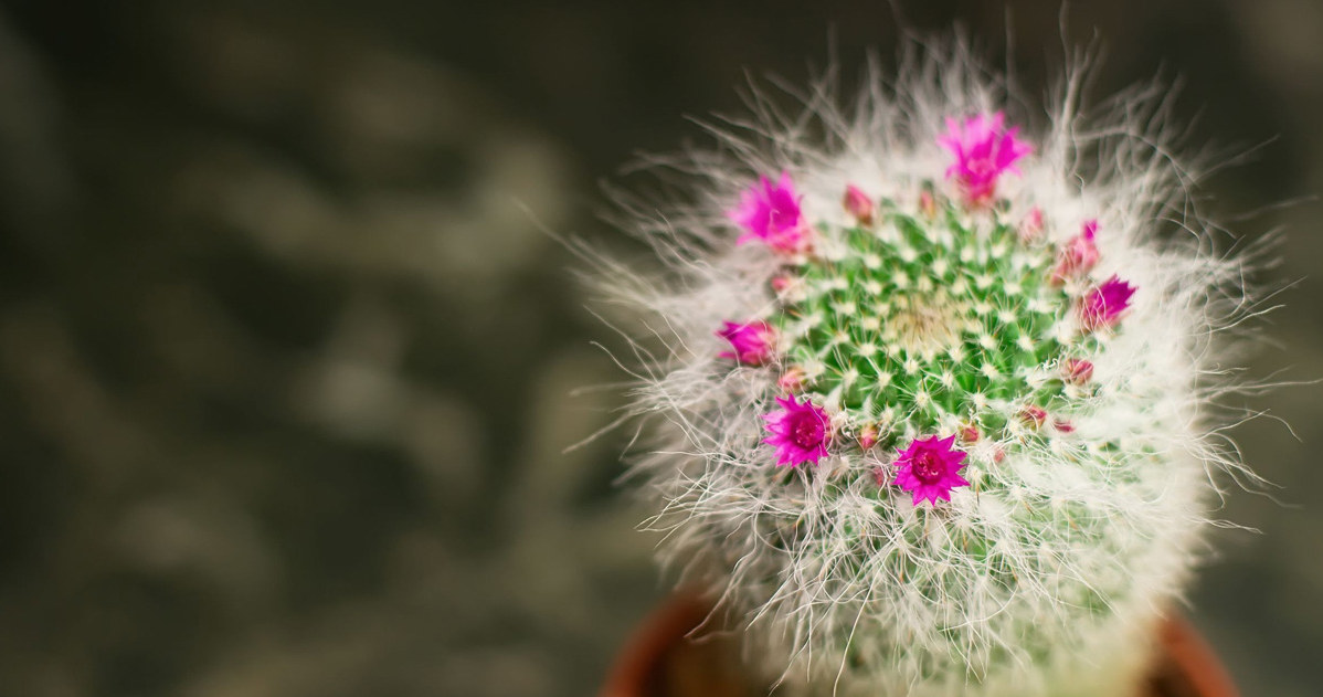 Wintering cacti allows you to prepare the plants for flowering