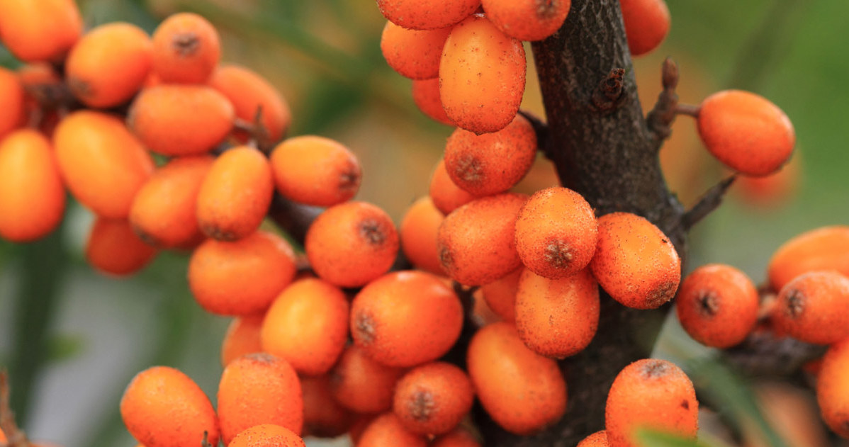 Sea buckthorn fruit