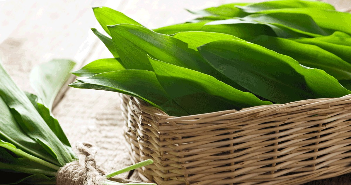 Wild garlic leaves are a great addition to many dishes. /123RF/PICSEL