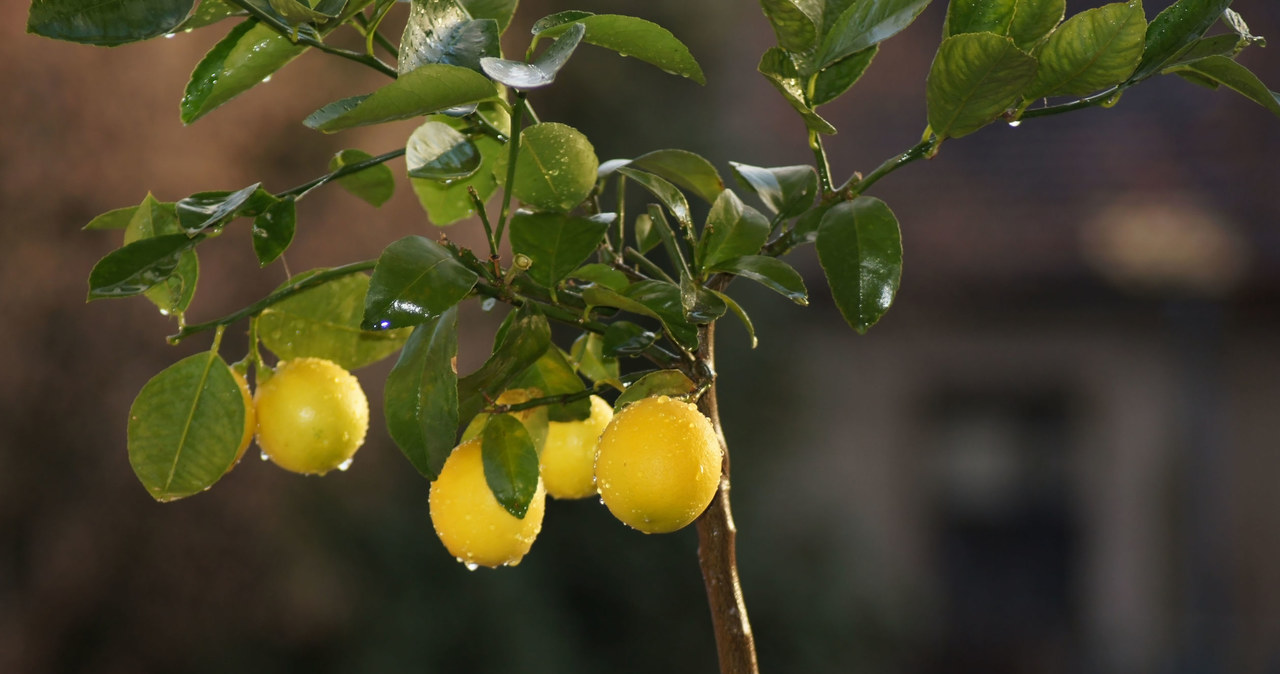 Citrus trees need regular fertilization /123RF/PICSEL