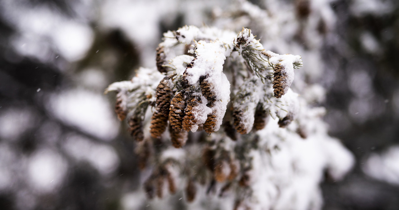 Snow can break branches or deform entire plants /STEPHEN MATUREN /AFP