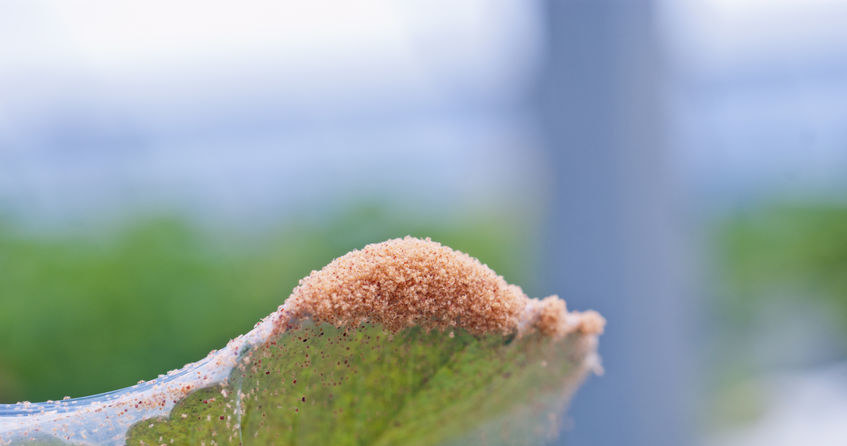 Spider mites can cause a lot of damage to our plants