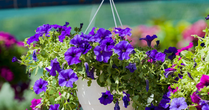 In winter, we can also sow petunias /123RF/PICSEL