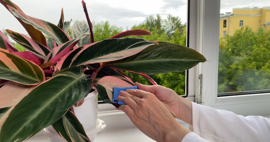 Periodic cleaning of plants from dust will minimize the risk of pests. /123RF/PICSEL