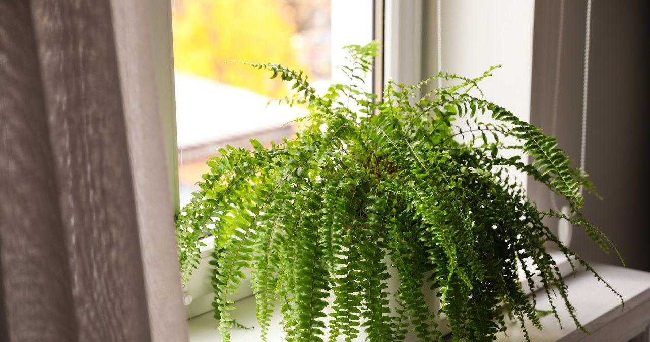 The fern will bring you good luck. /123RF/PICSEL