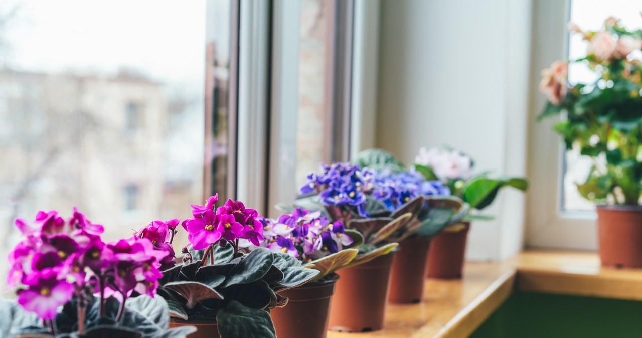 The African violet will bloom if we fertilize it regularly. /123RF/PICSEL