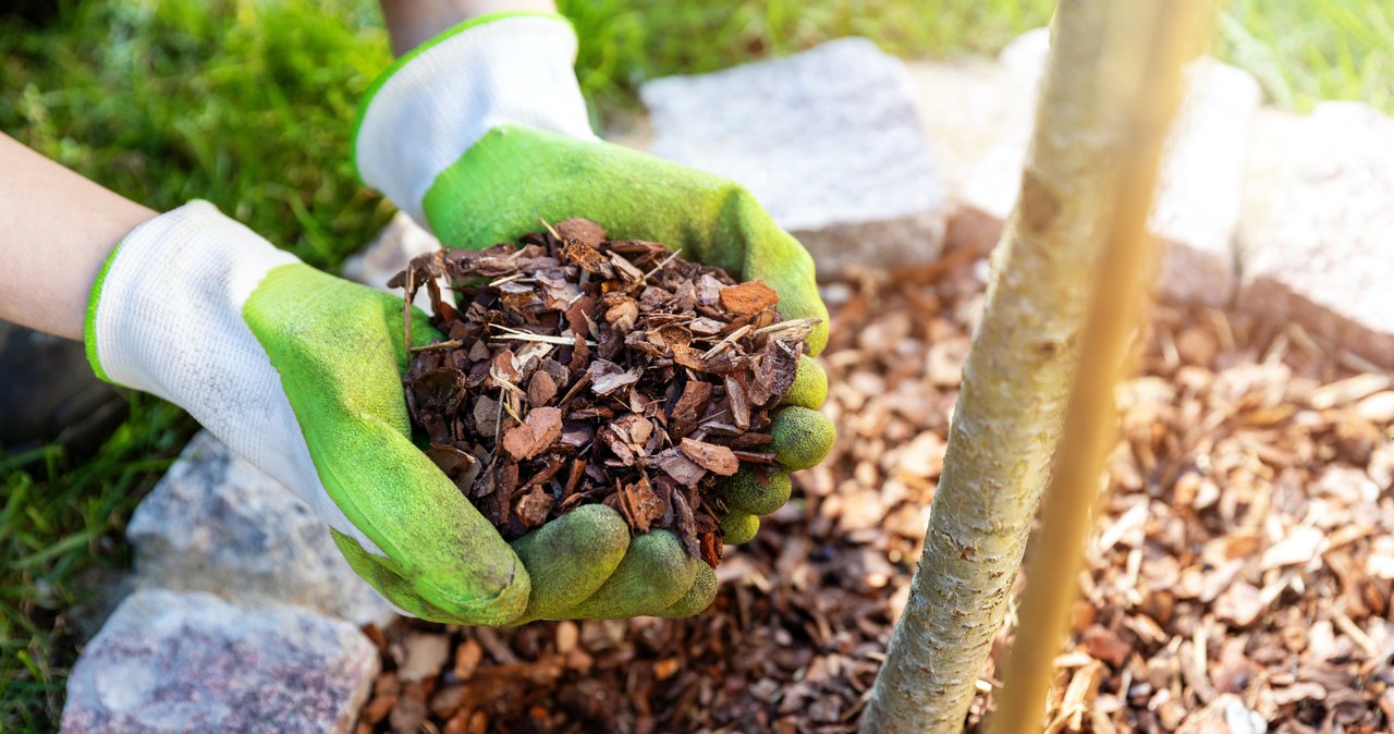 Mulching the substrate will protect the soil against excessive moisture loss and variable temperatures /123RF/PICSEL