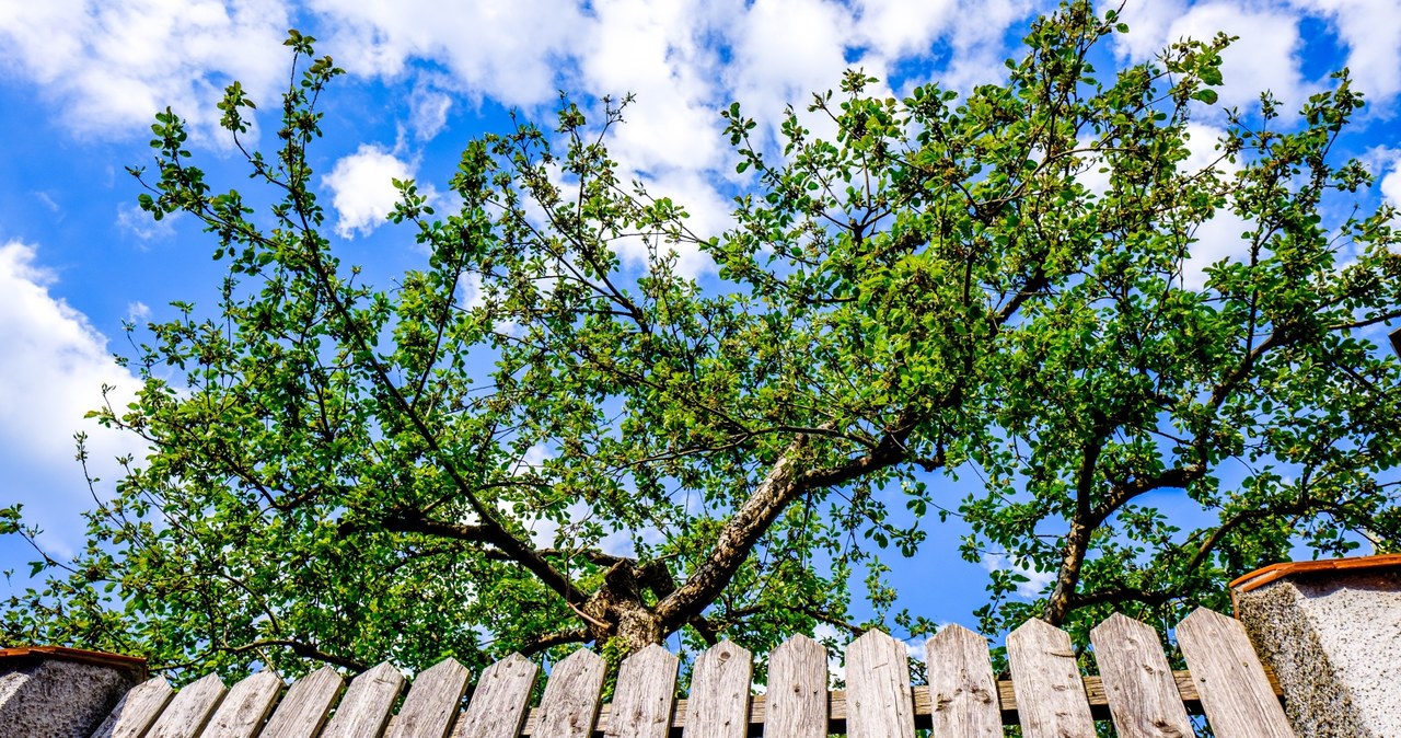 It's worth talking to your neighbor about the troublesome tree