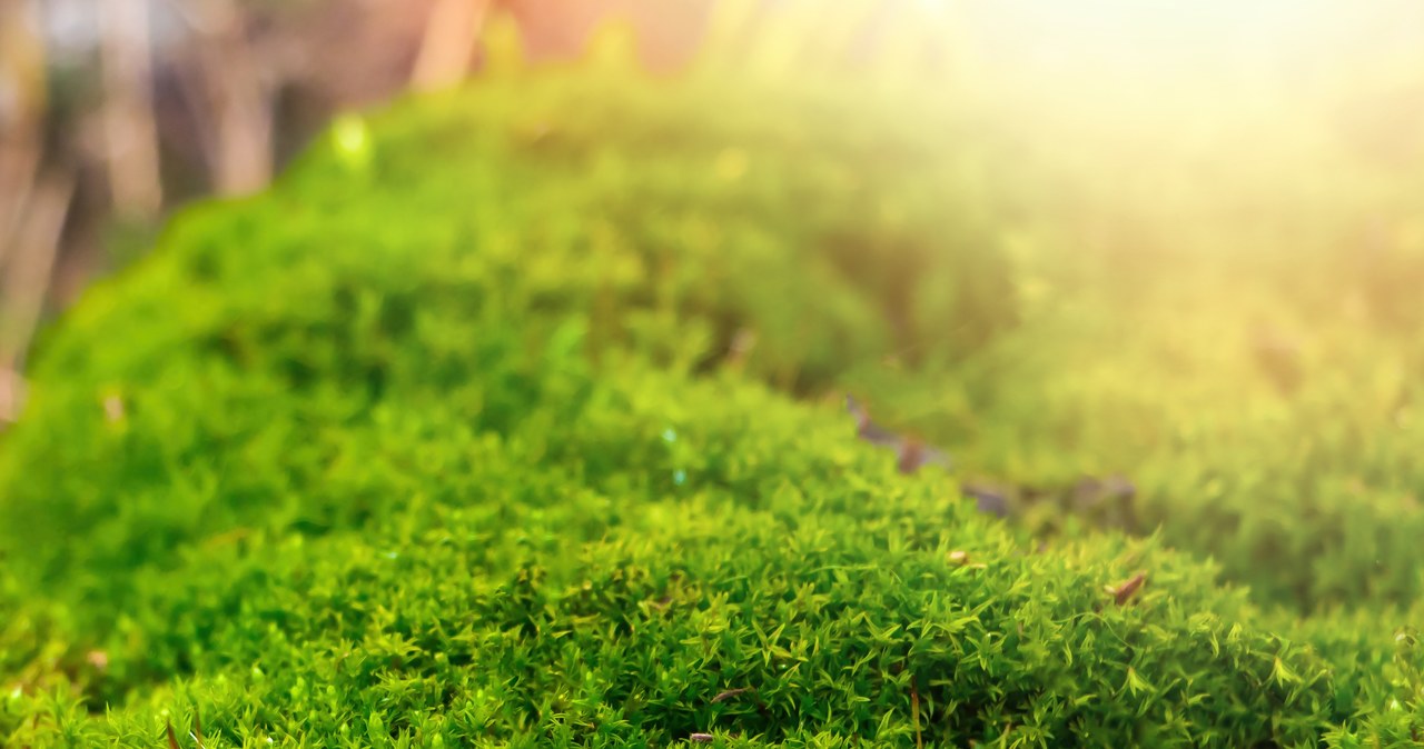 Moss can destroy your lawn. /123RF/PICSEL