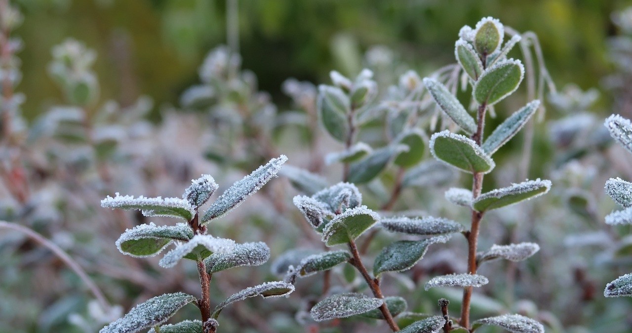 Some plants should not be left outside in winter. /press materials