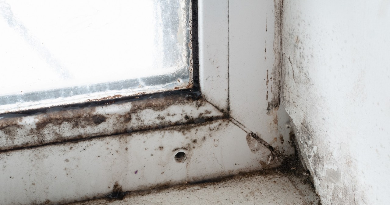 Moisture in your home can lead to more serious problems /123RF/PICSEL