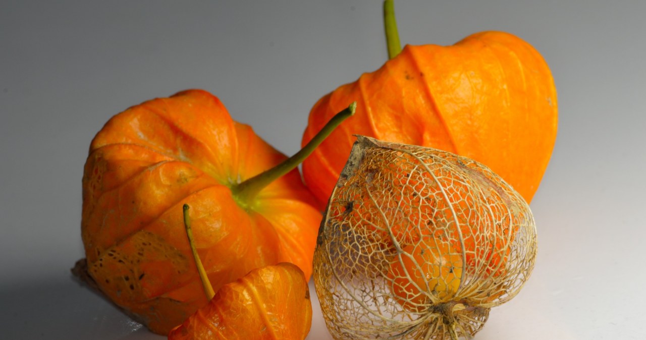 The tomato plant is considered an ornament because it produces characteristic lanterns /grahamspics /123RF/PICSEL