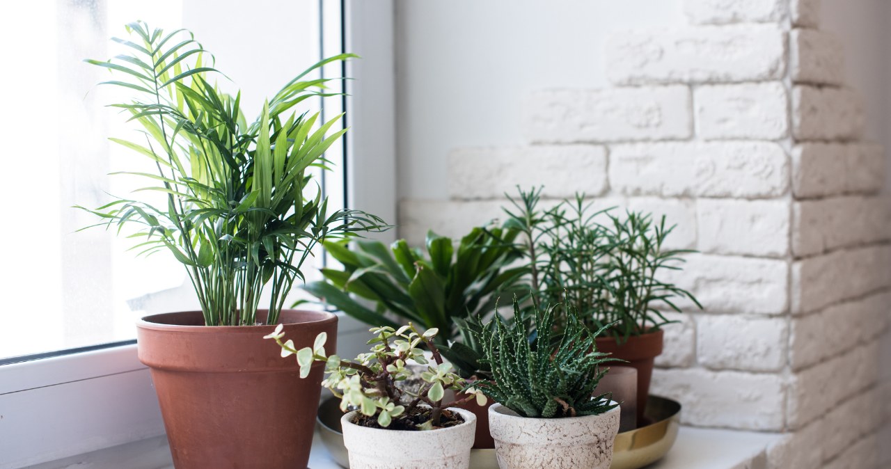 Moving potted plants requires appropriate preparation /123RF/PICSEL