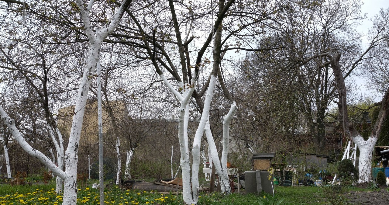 Whitewashing fruit trees protects the bark from cracking during temperature changes. /PIOTR KAMIONKA/REPORTER/PIOTR KAMIONKA/REPORTER