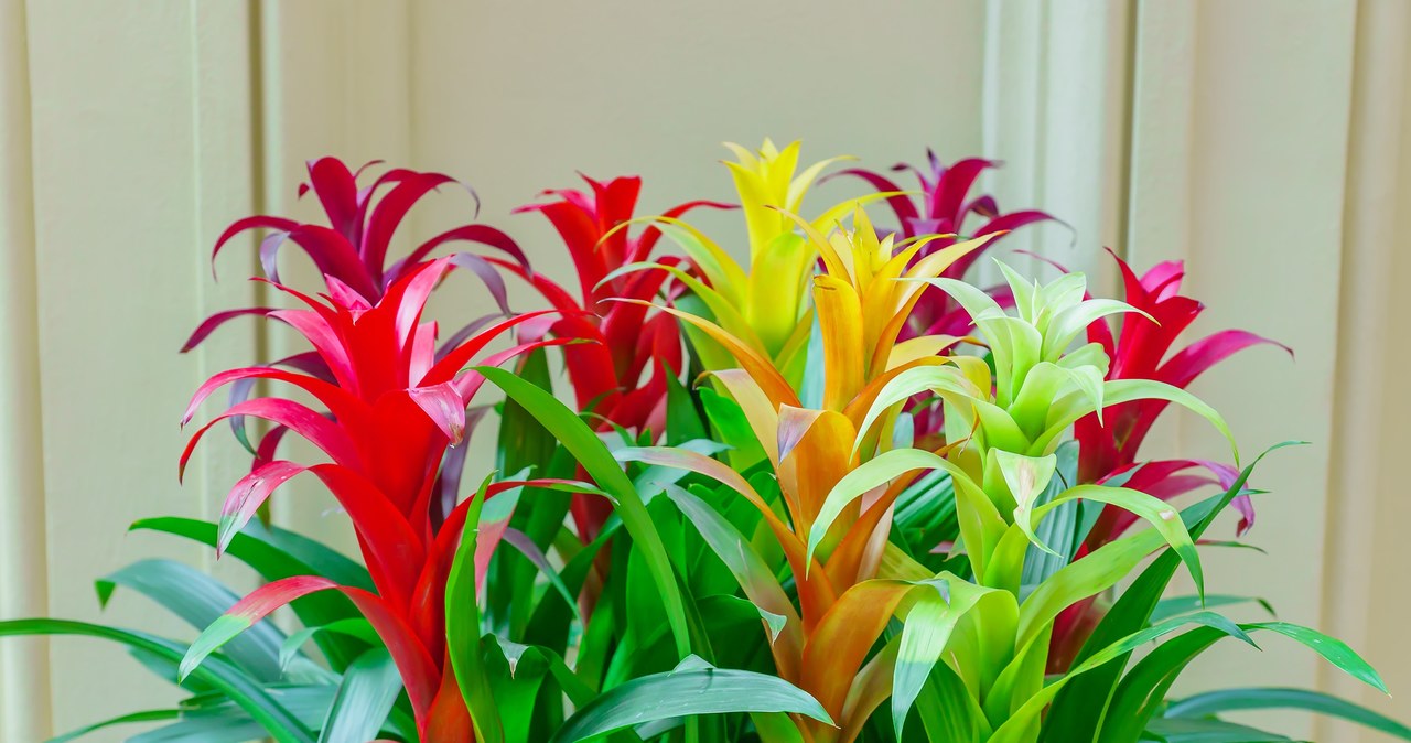 Bromelia delights with its intense, vivid colors of flowers, which are one of its greatest decorative advantages. /123RF/Picsel, 123RF/Picsel /INTERIA.PL