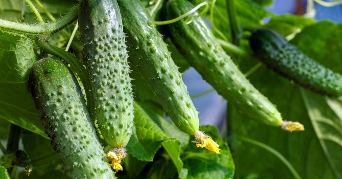 In this way, growing cucumbers from one bush will allow you to have a huge harvest. You can grow them on the balcony