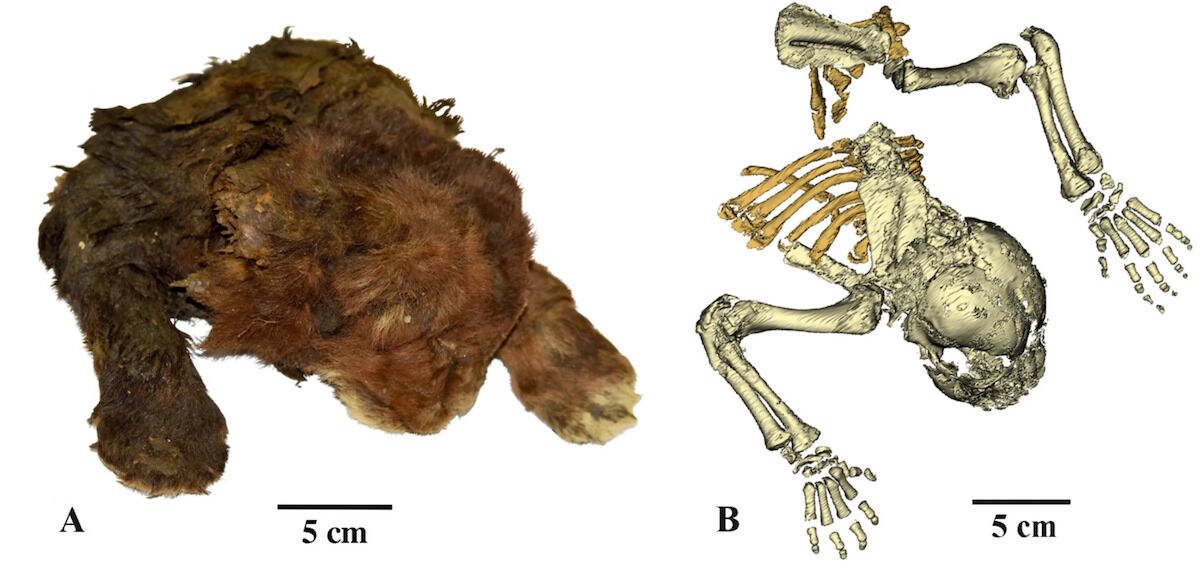 A saber-toothed kitten found for the first time. Was mummified in permafrost