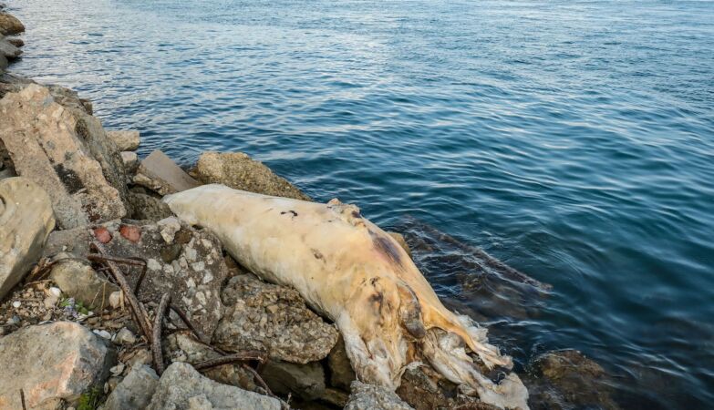 Whale washes ashore in Setúbal