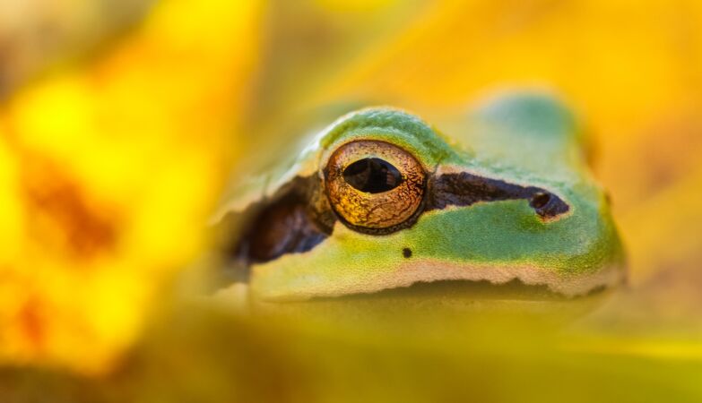 There are frogs in Chernobyl — and they are in good health