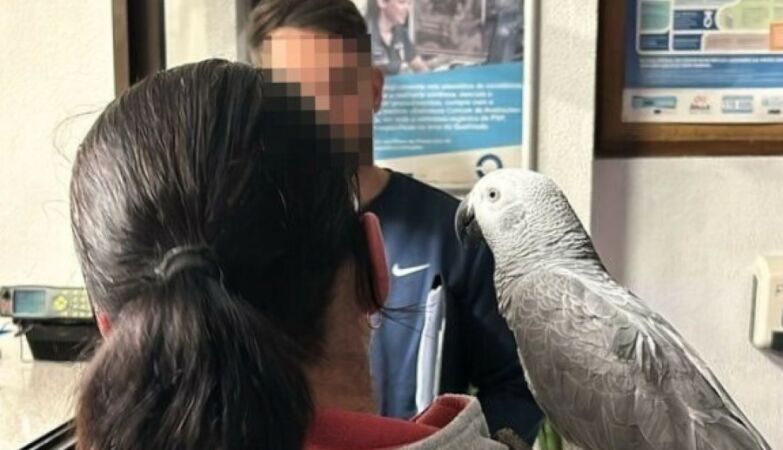 Parrot stolen from a marquee in Oeiras