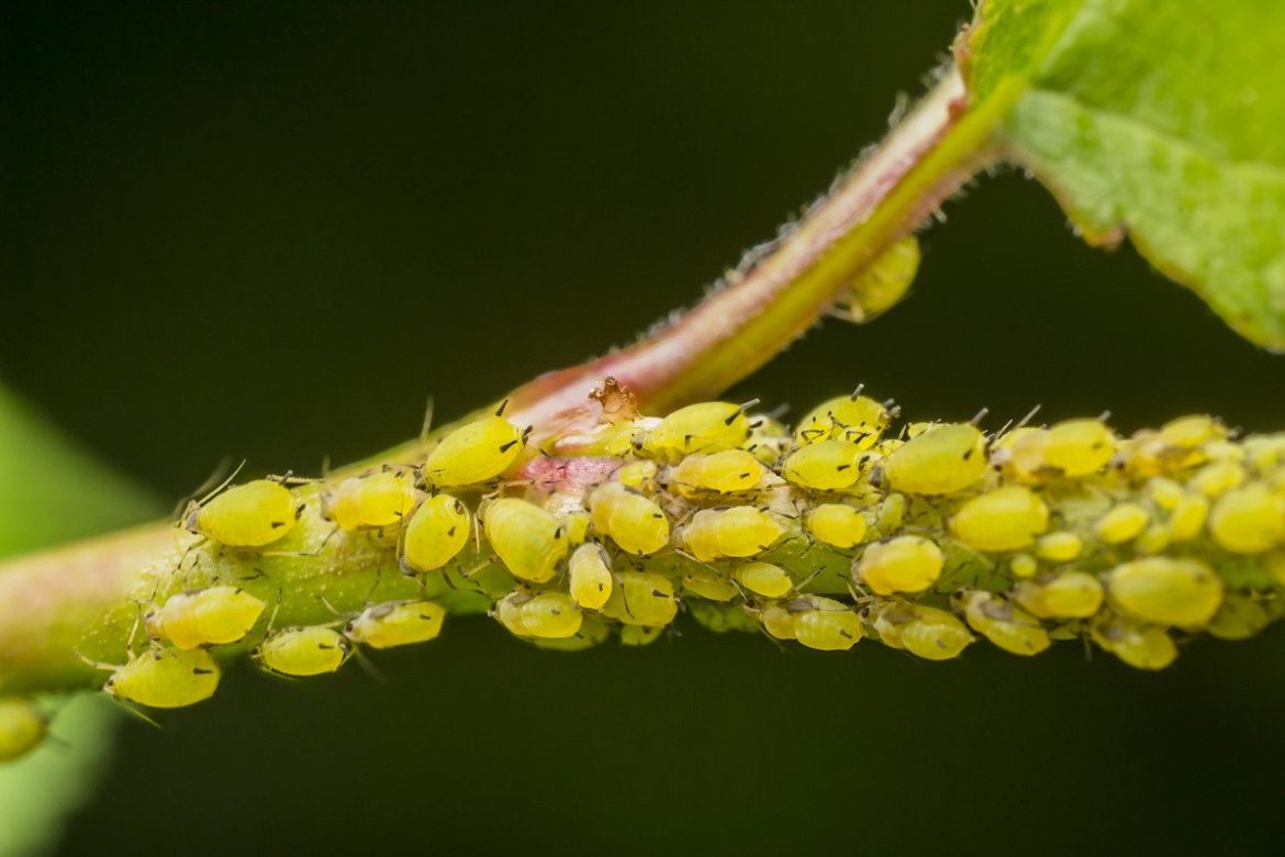 Aphids will immediately leave the roses if you use this solution
