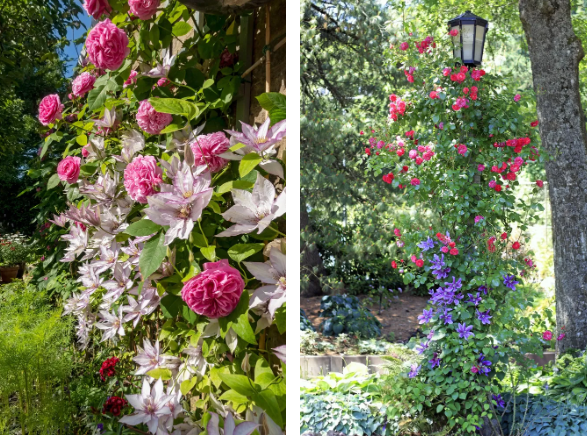 Perfect companions: flowers that will bring out the beauty of roses in the garden