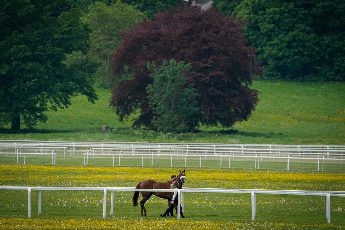 Find the horse that cleverly hid among the red deer