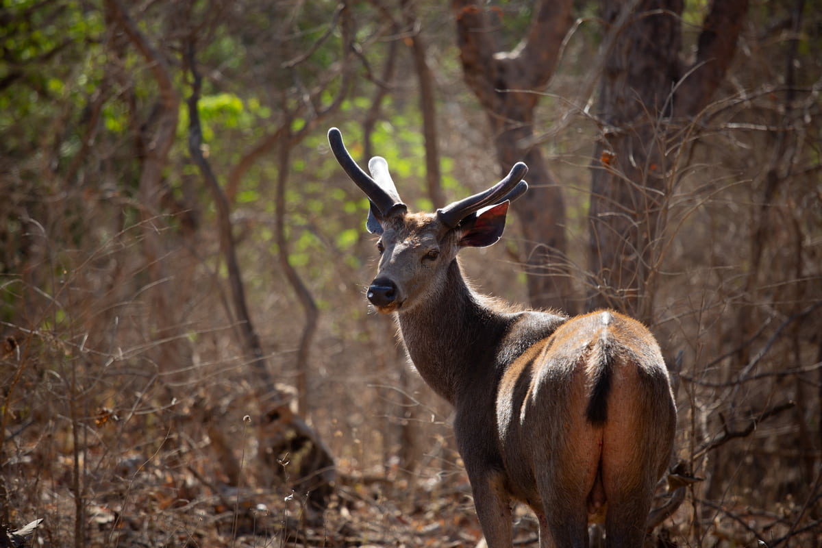 Find the horse that cleverly hid among the red deer