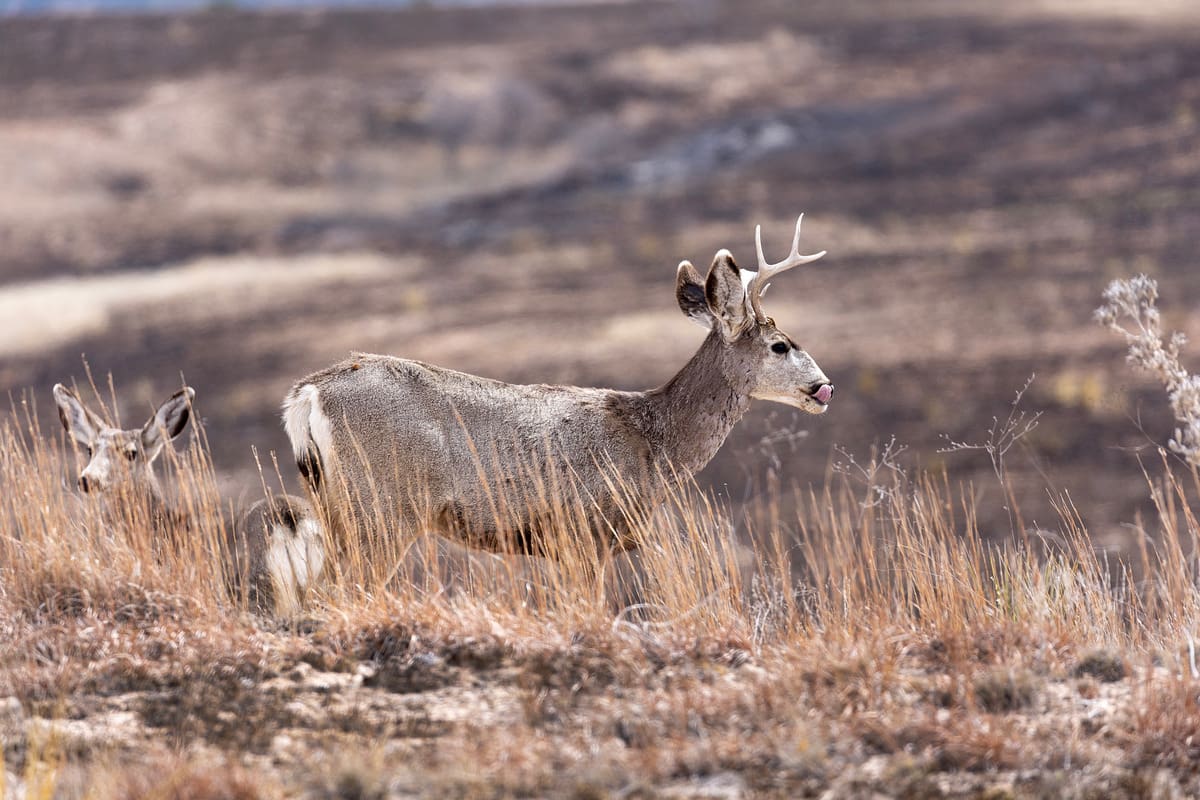 Find the horse that cleverly hid among the red deer