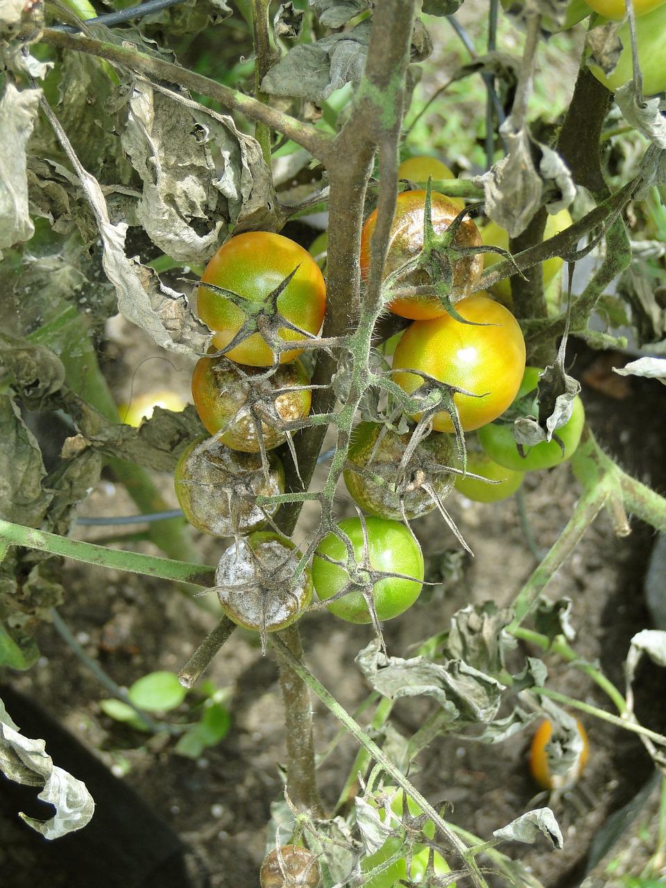 This spray is suitable for roses, tomatoes and cucumbers: a reliable remedy not only against aphids!