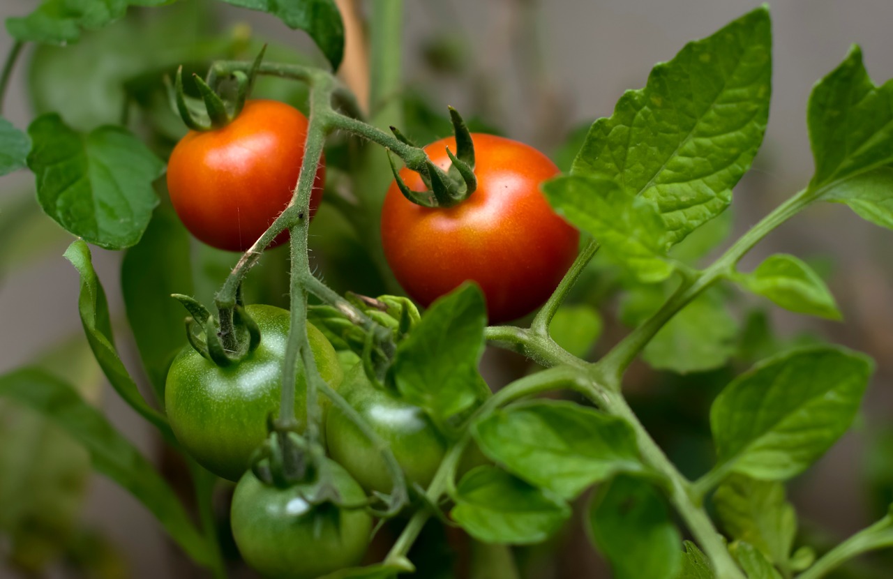 If you have semolina at home, prepare this fertilizer for tomatoes: the yield will be even 5 times higher!