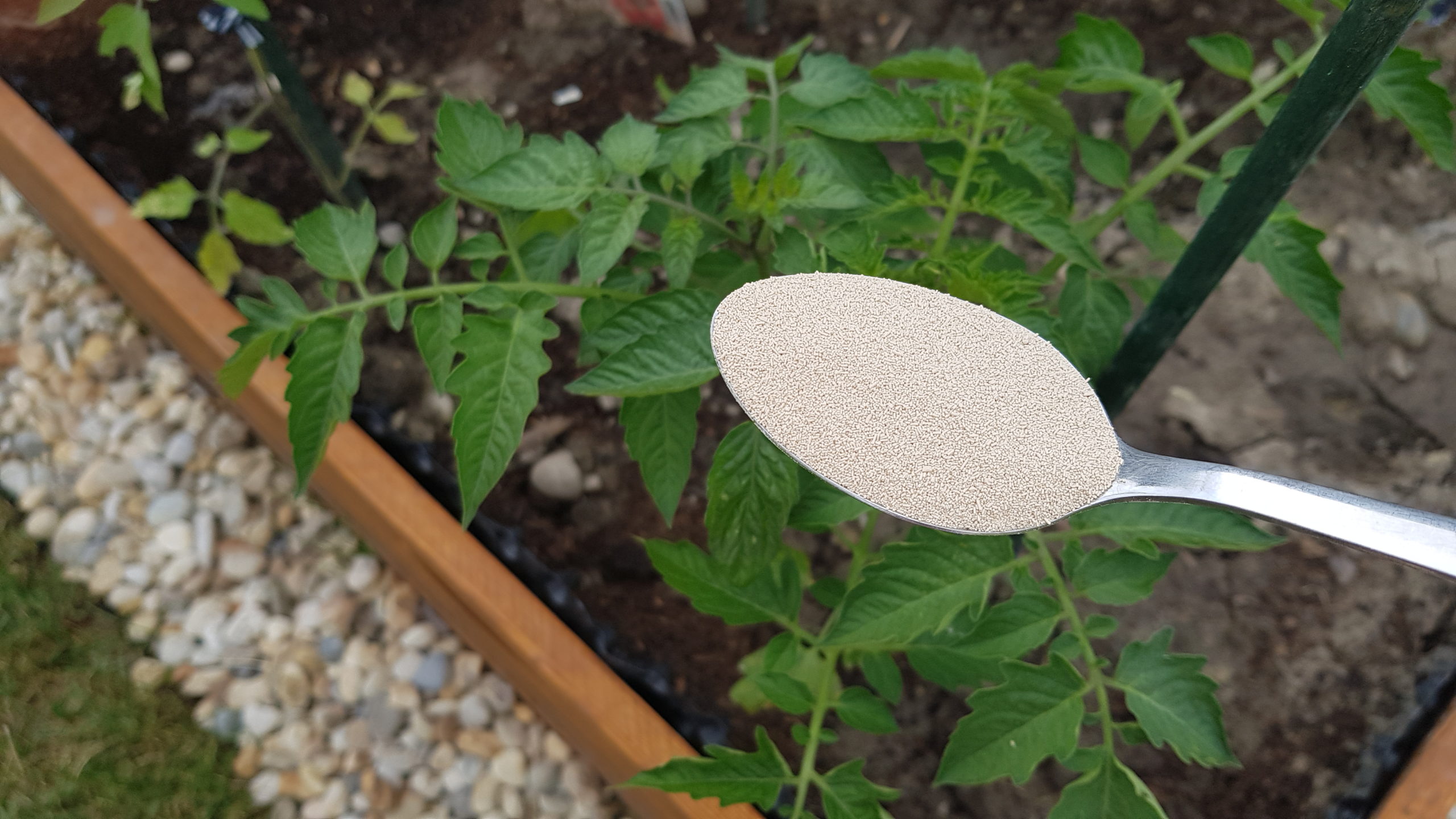 If you have semolina at home, prepare this fertilizer for tomatoes: the yield will be even 5 times higher!