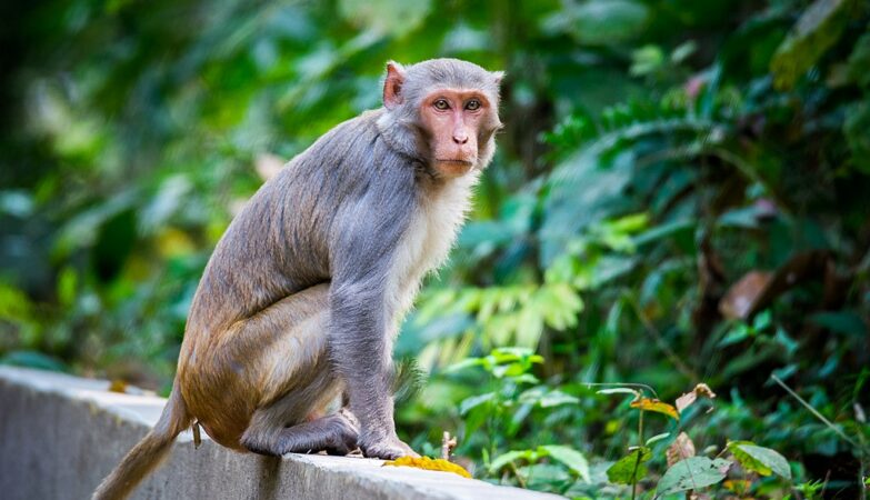 Having fewer friends might be better for your health (at least it is for monkeys)