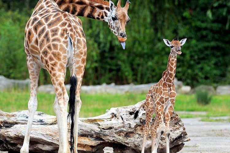 Curious facts about animals that most Portuguese people don't know about!