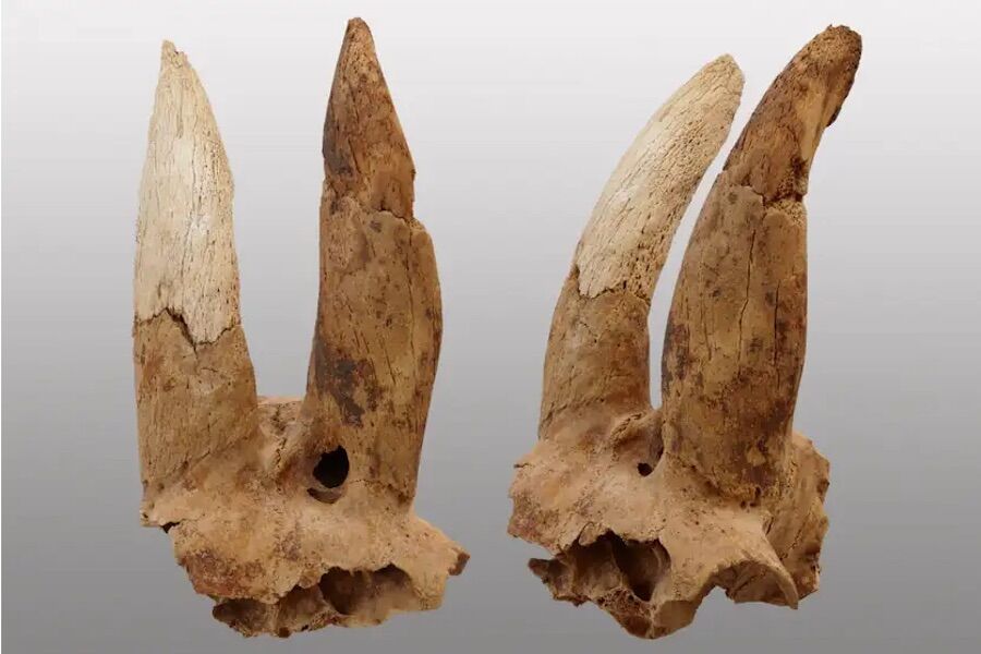 Ancient Egyptians bent their sheep’s horns “like Asterix” and no one understands why