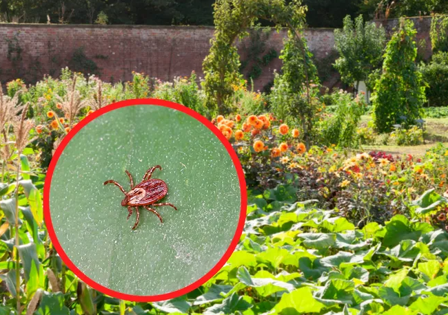 Top 3 Plants That Ticks Fear Like A Cross: Plant Them In Your Garden