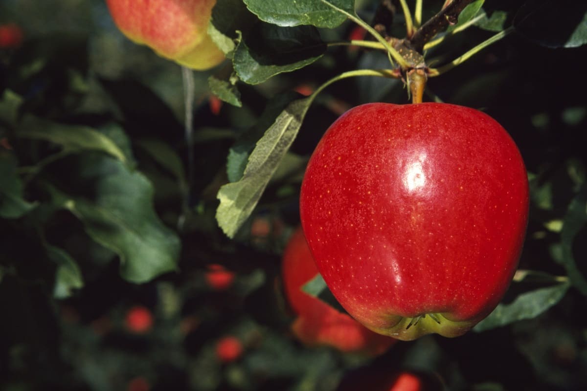 My grandfather told me that a real miracle happens when you drive a nail into an apple tree