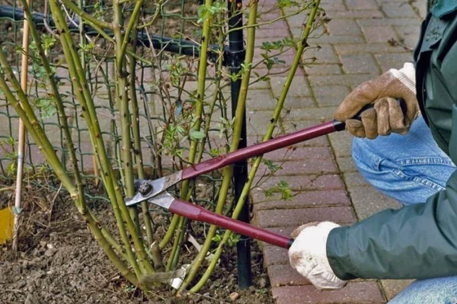 How to prepare roses for winter: pruning and fertilizing