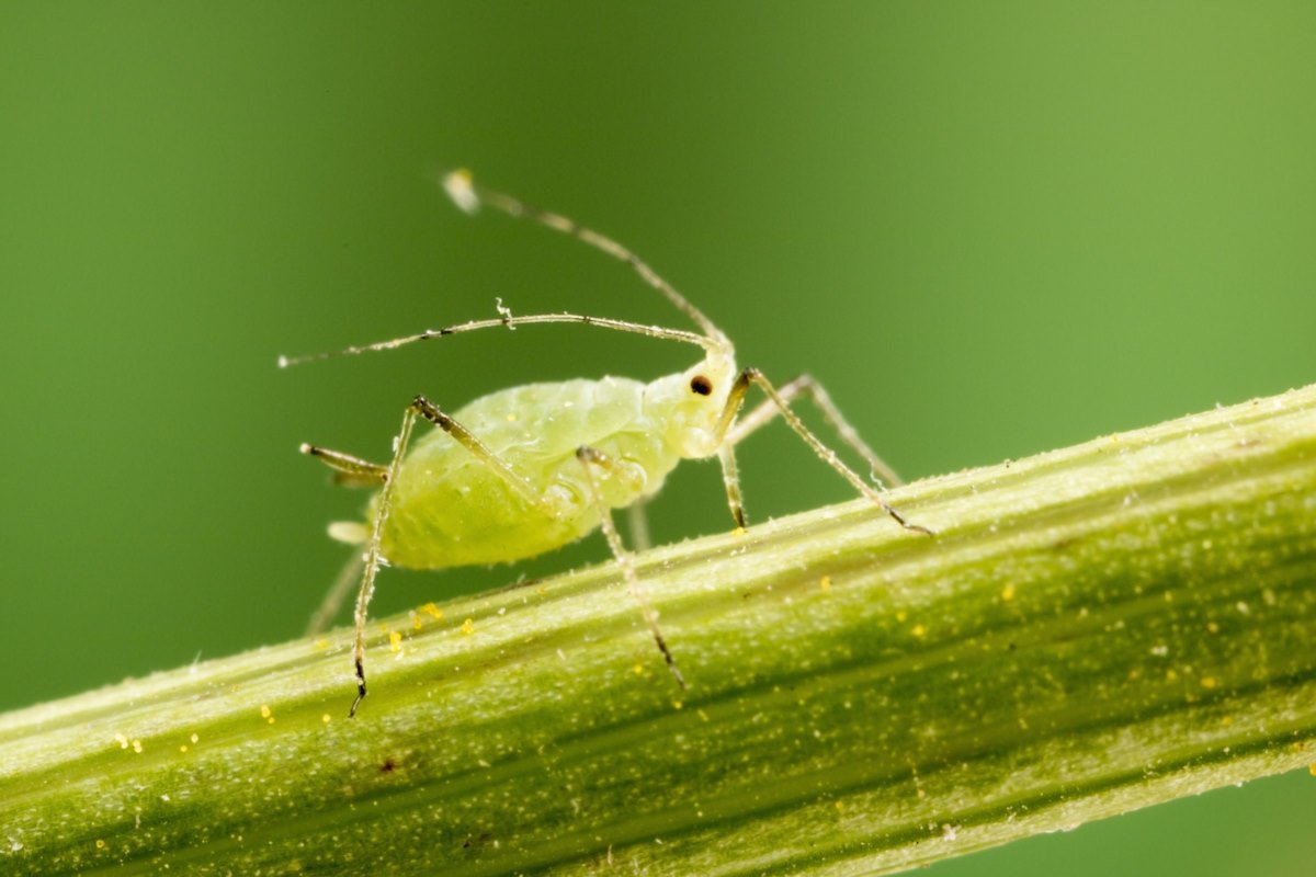 Aphids will immediately leave the roses if you use this solution