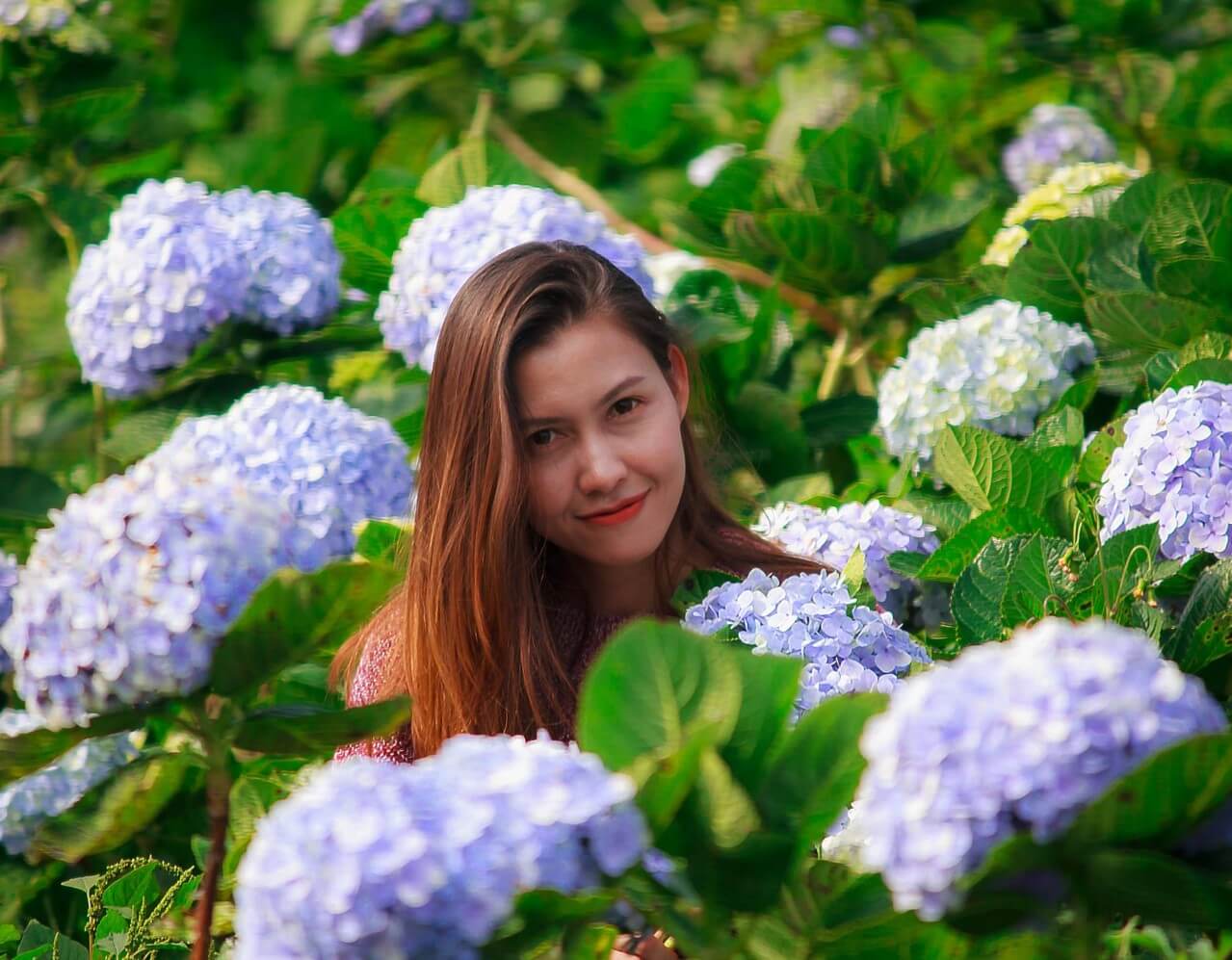 Hydrangeas