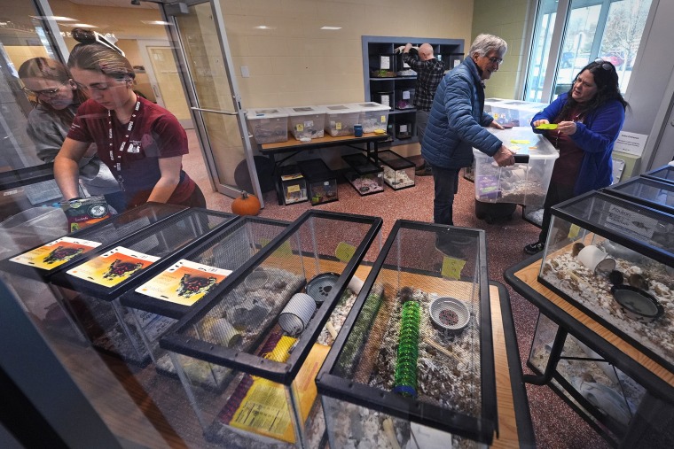 Staff and volunteers attend to a portion nearly 1,000 fancy mice held in glass tanks that were surrendered at the New Hampshire SPCA on Nov. 15, 2024, in Stratham, N.H. 