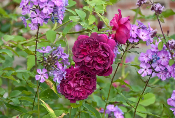 Perfect companions: flowers that will bring out the beauty of roses in the garden