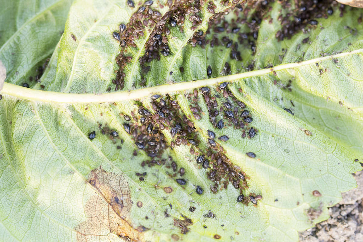 Aphids will immediately leave the roses if you use this solution