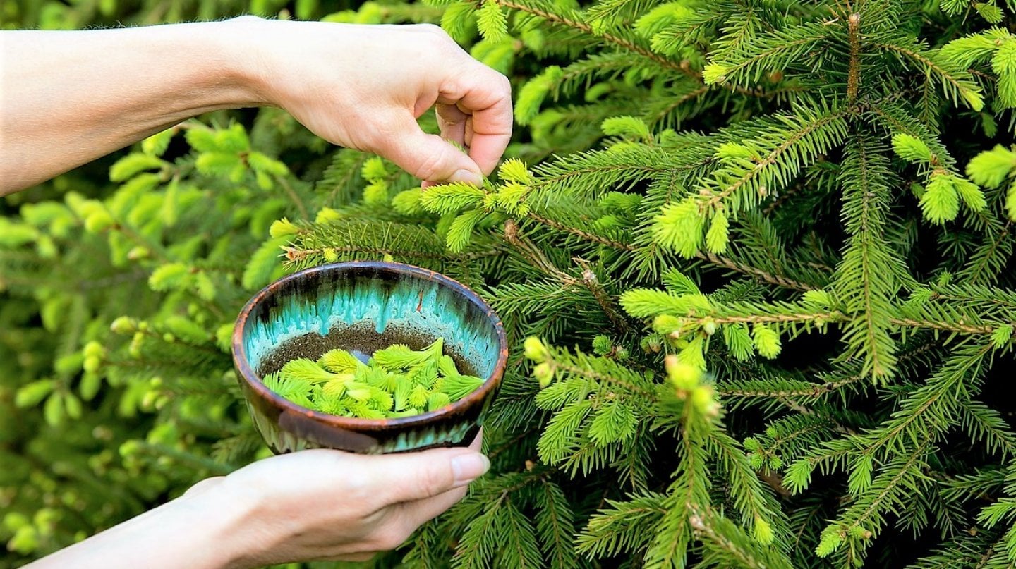 A rare treasure for health: healing syrup from fir shoots!