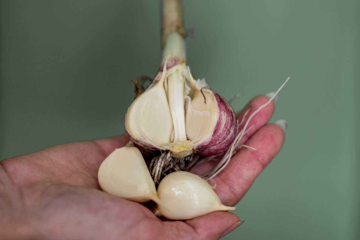 When to plant winter garlic so as not to lose the whole harvest: recommendations of experienced gardeners