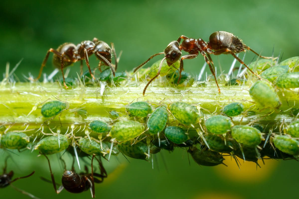 Aphids will immediately leave the roses if you use this solution