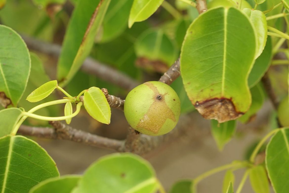 The most dangerous tree in the world bears “apples of death” (and treacherous shelter when it rains)
