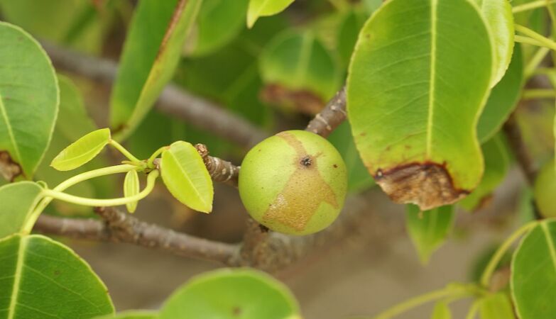 The most dangerous tree in the world bears “apples of death” (and treacherous shelter when it rains)