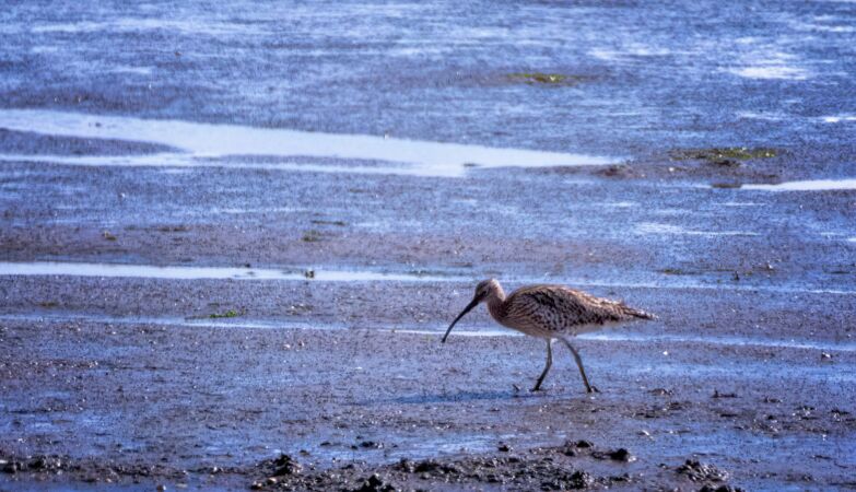 A bird has been declared extinct for the first time in continental Europe