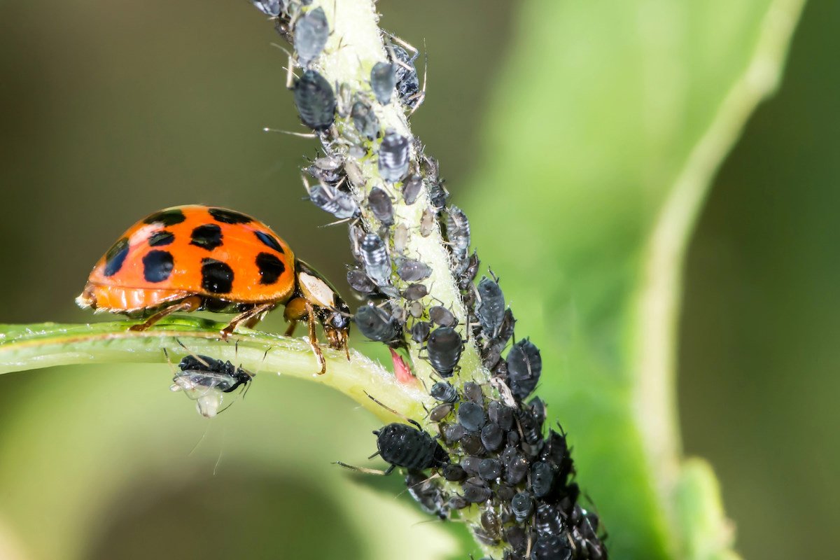 Aphids will immediately leave the roses if you use this solution